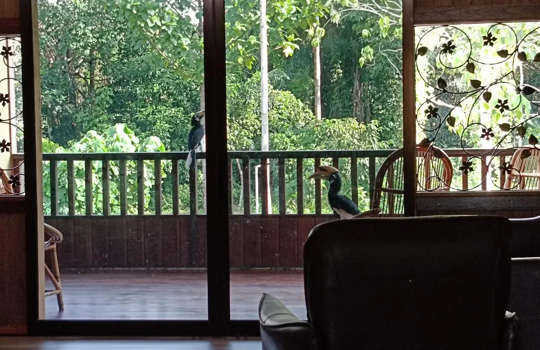 Sepilok B&B-1