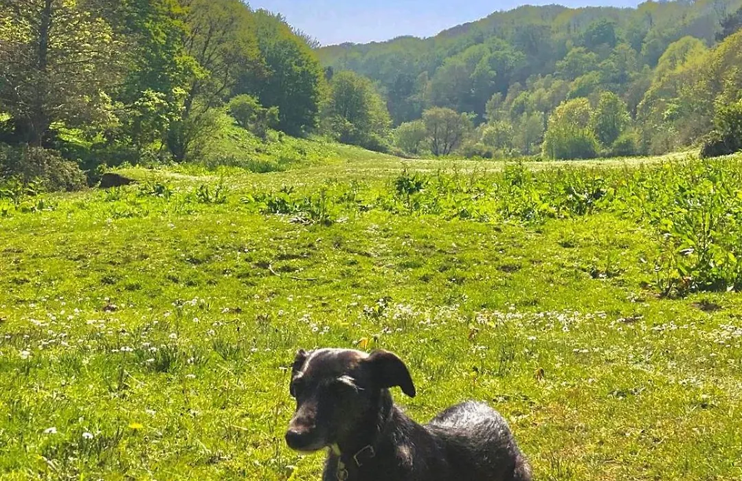 Churchwood Valley-1