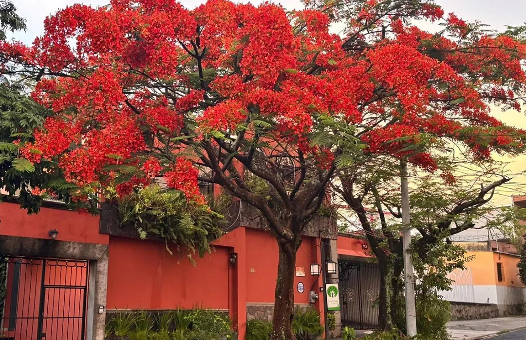 Arbol De Fuego Eco-Hotel-1