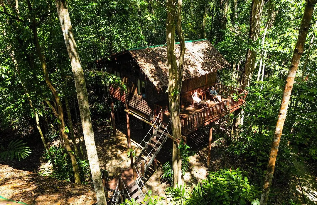 Our Jungle House-1
