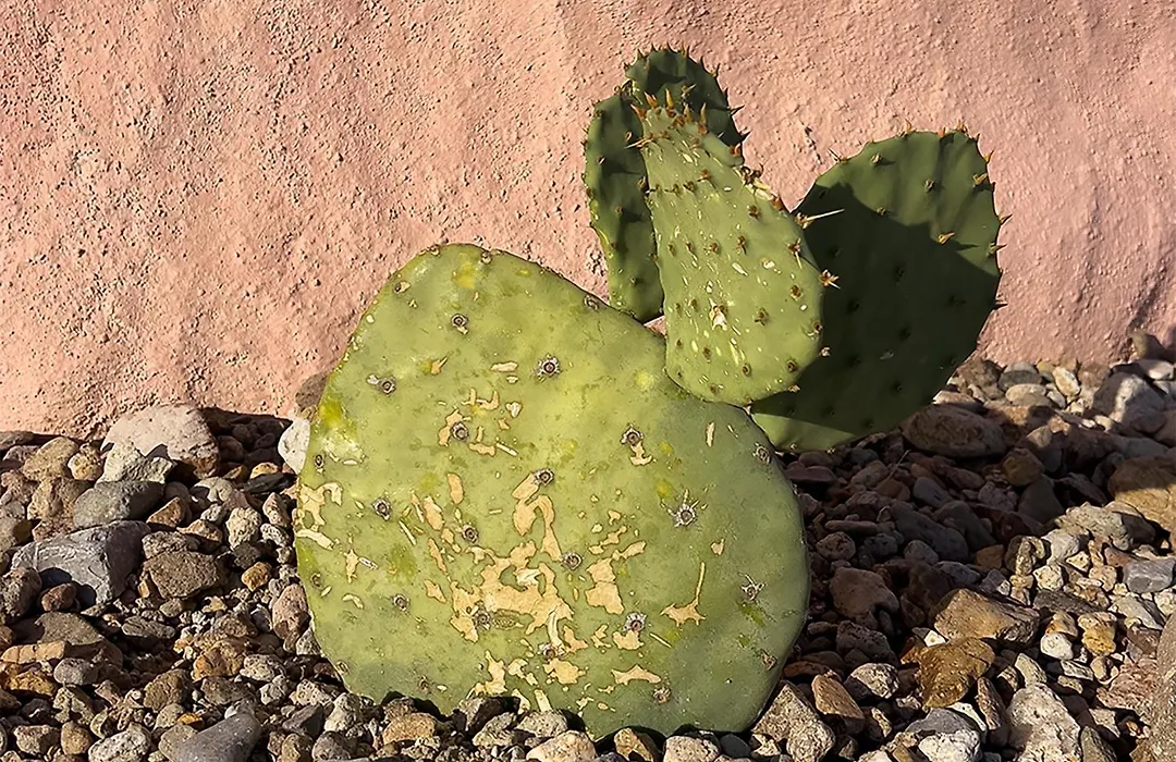 Sanadora - Organic Earthern Desert Domes - Sustainable Stays Under The Stars-1