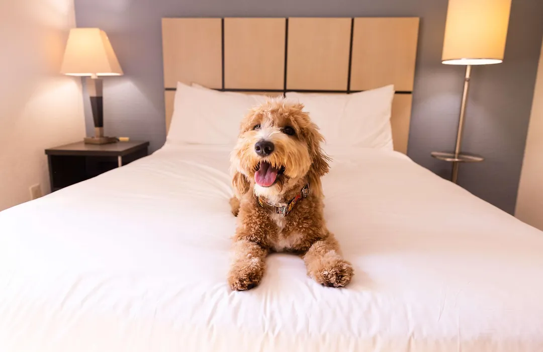 Sonesta Simply Suites St Louis Earth City-1