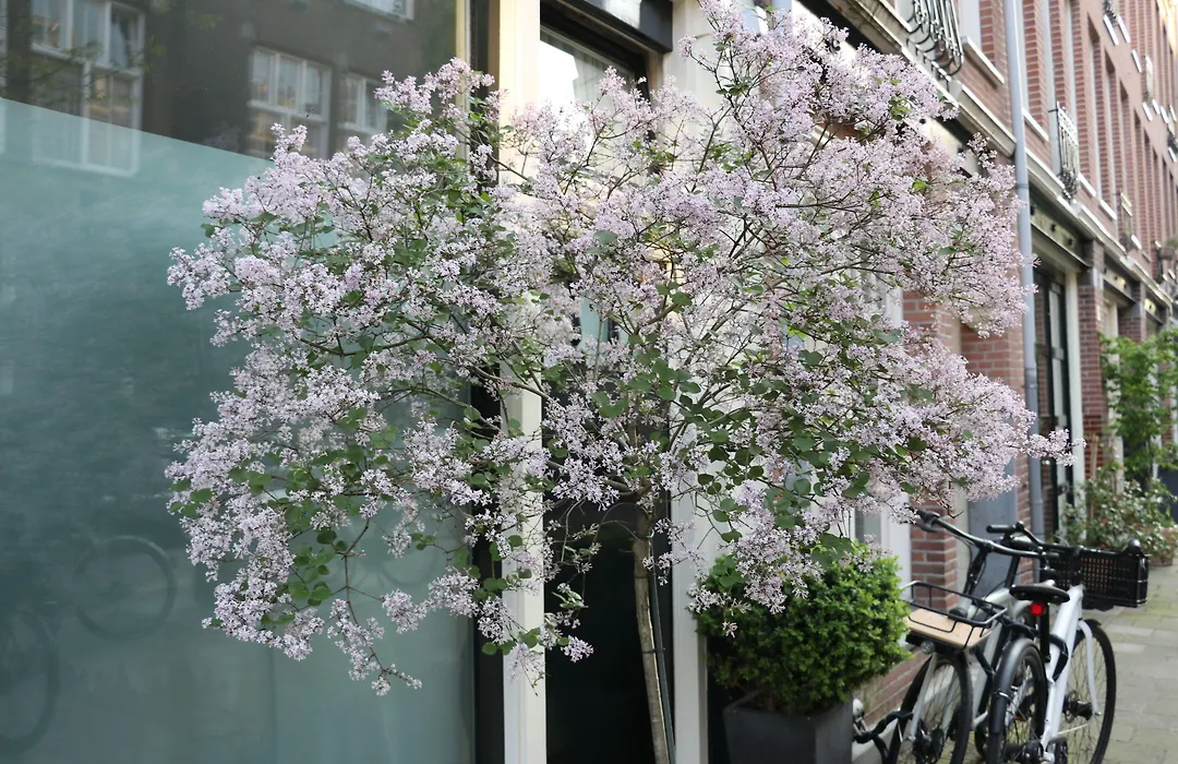 Adriaen Van Ostade B&B-1
