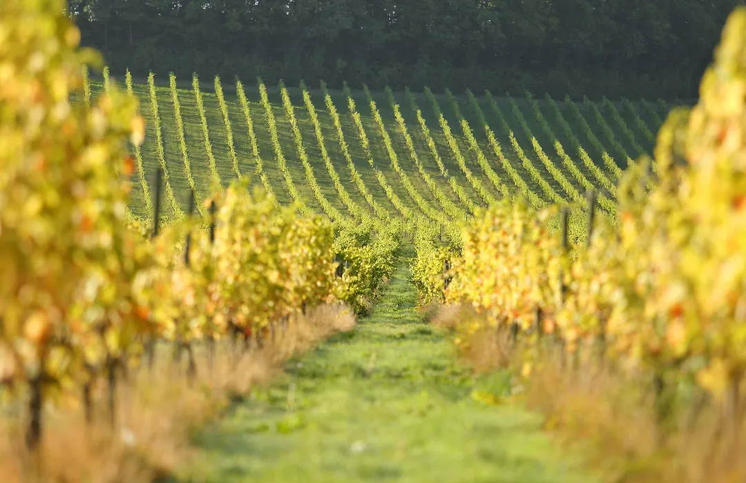 Denbies Vineyard Hotel-1