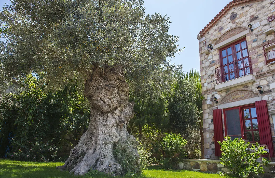 Alacati Zeytin Konak Hotel-1