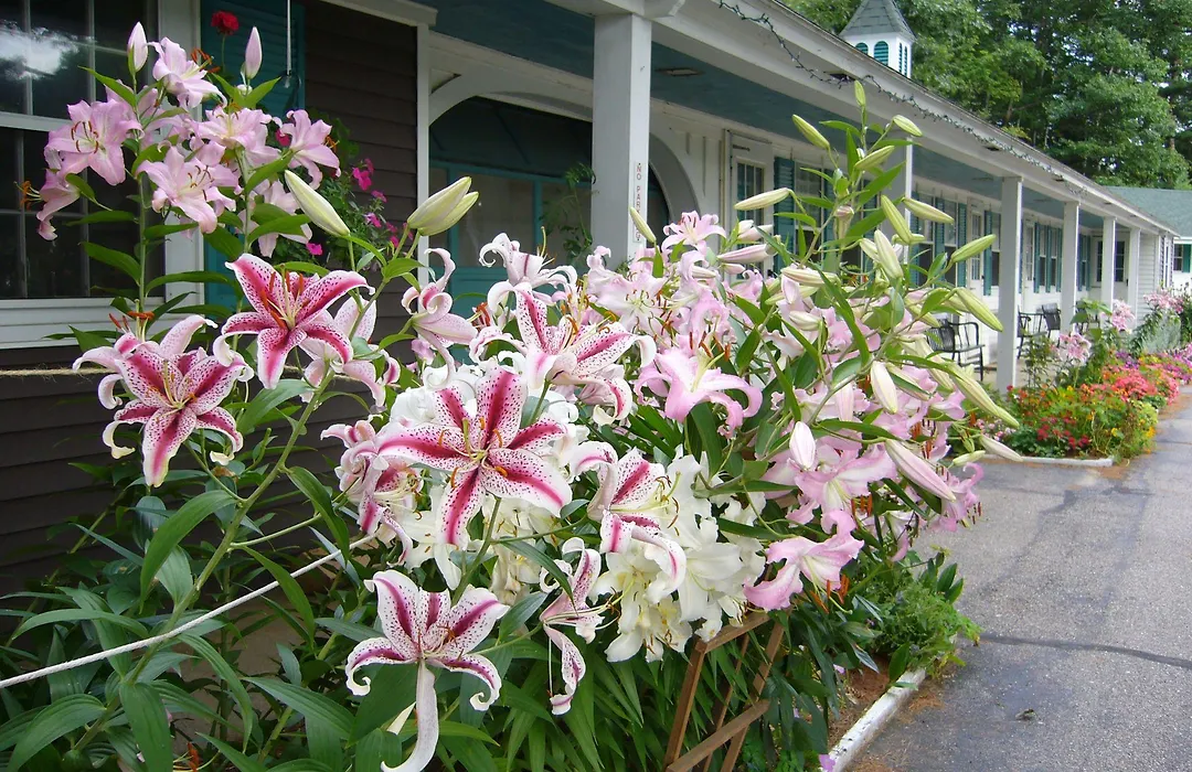 White Trellis Motel-1