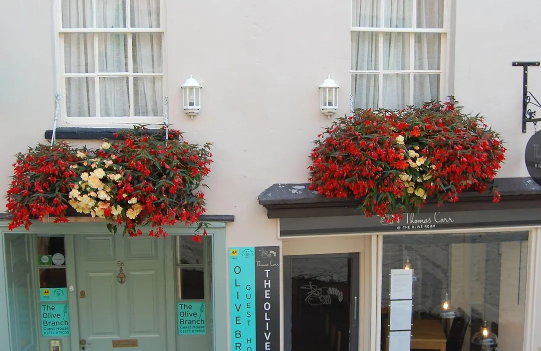 The Olive Branch-1