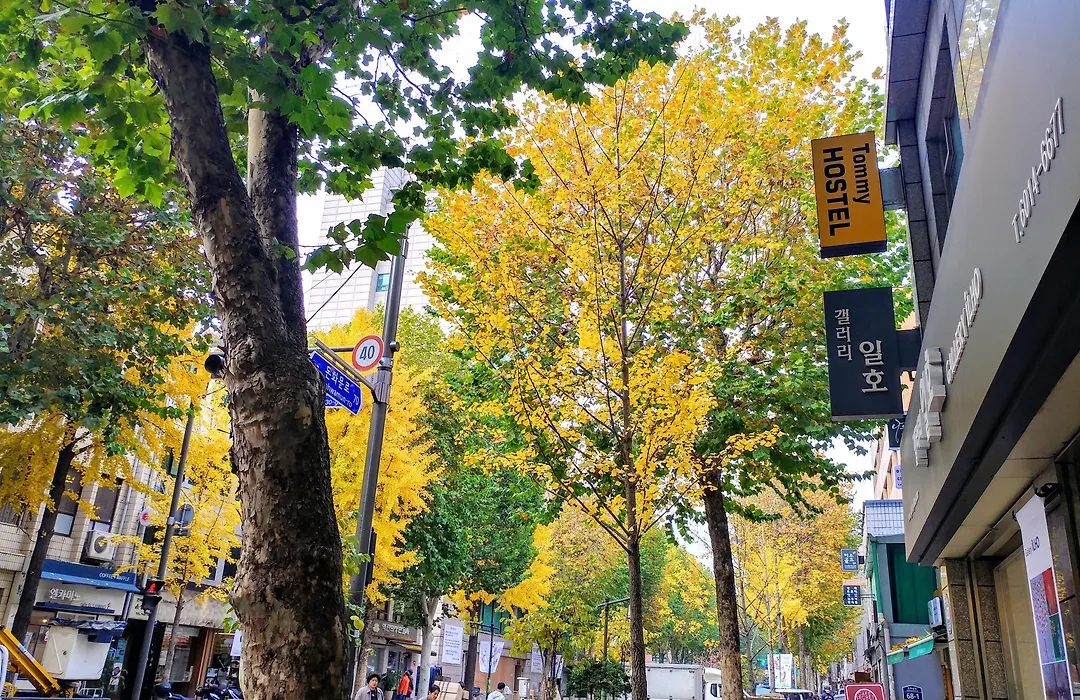 Hostel Tommy Jongno ---- Tax Return Authorized Shop-1