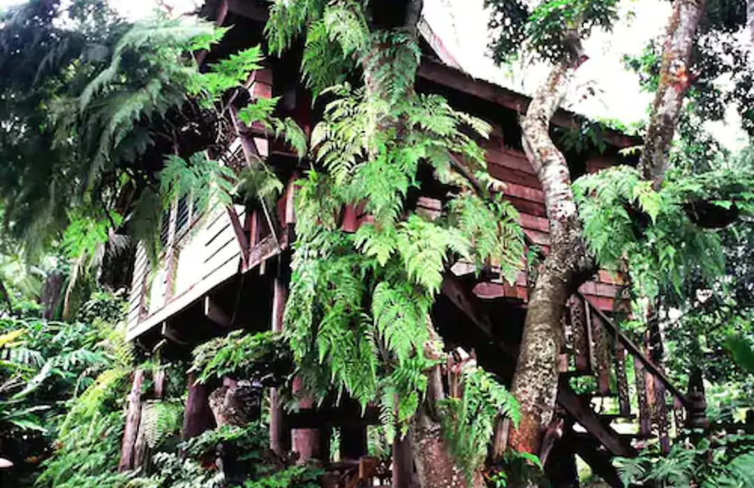 Fern Paradise-1