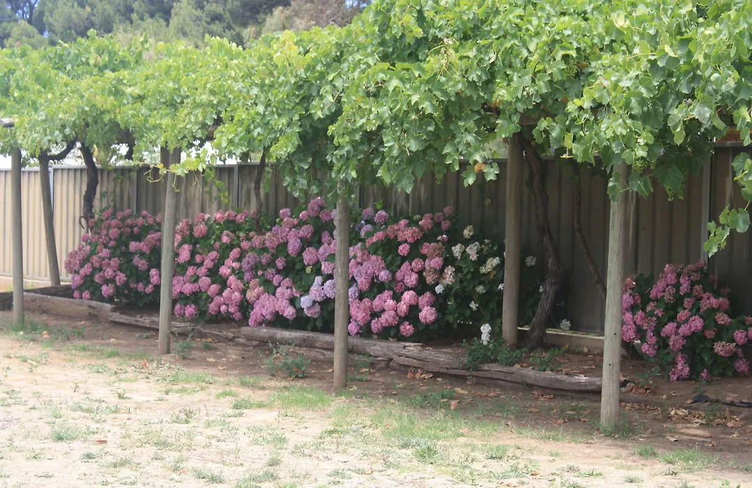 Angaston Vineyards Motel-1