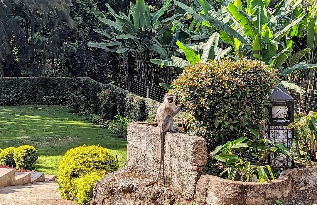 Mvuli Hotels Arusha-1