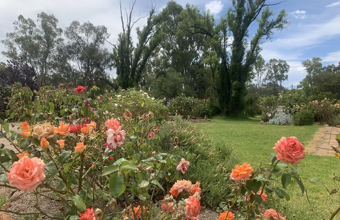 Newell Motor Inn Narrandera-1