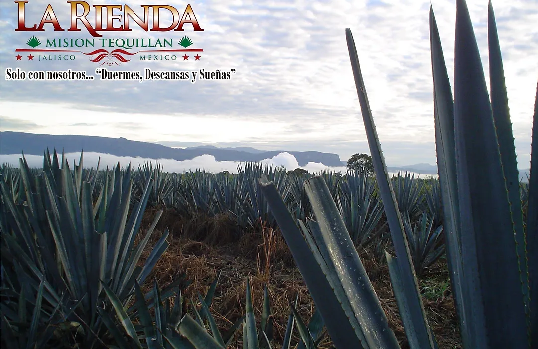Hotel La Rienda Mision Tequillan-1