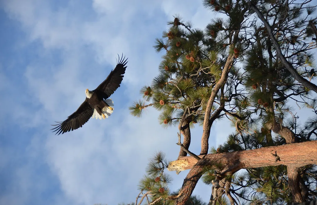 Where Eagles Fly Bed & Breakfast-1