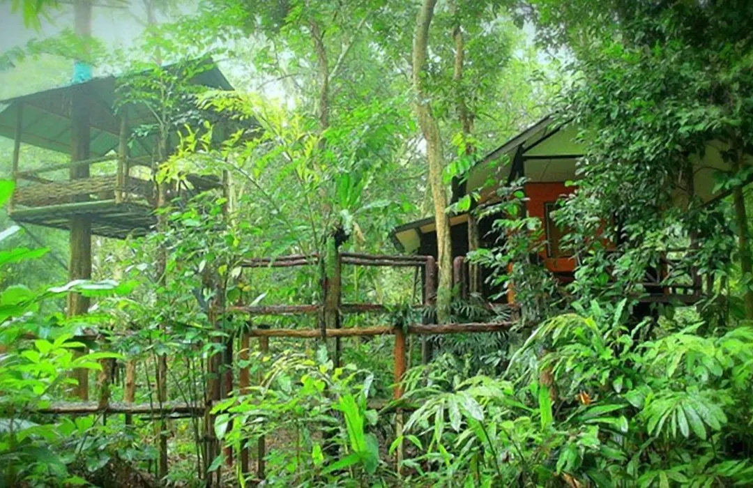 Khao Sok Tree House Resort-1