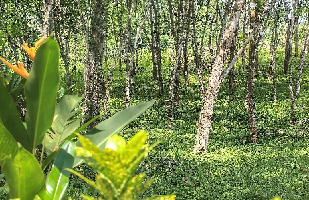 Plantation Villa-1