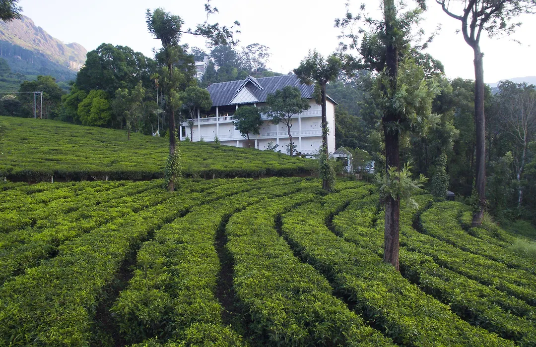 Tea Harvester-1