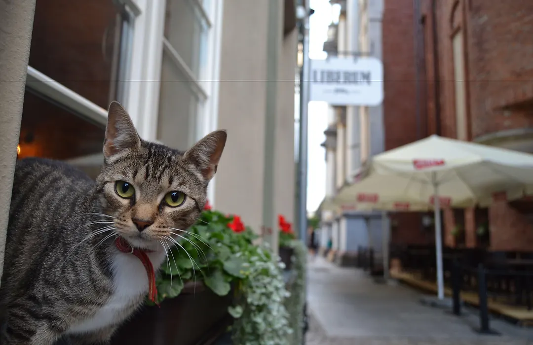 Liberum Residence Old Town-1