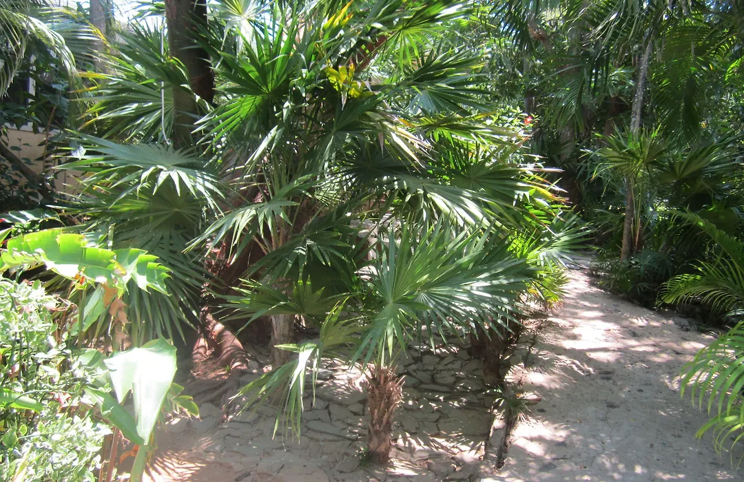 Coconut Tree West End-1