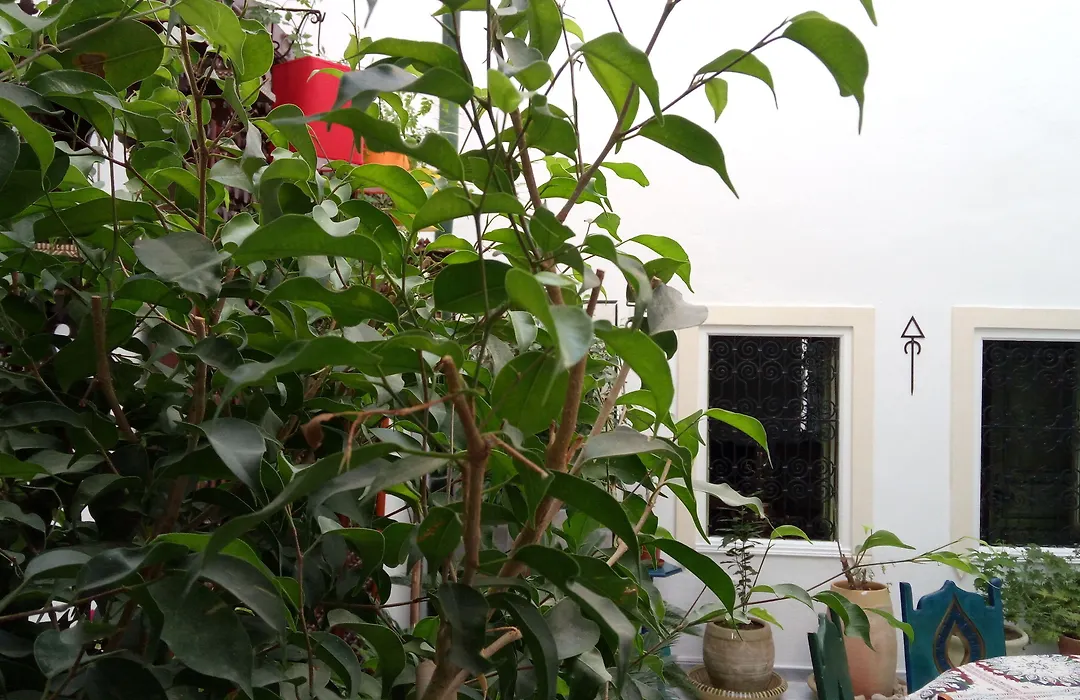 El Patio Courtyard House-1
