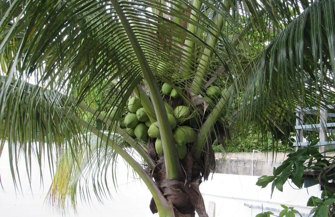 Blue Coconut Cancun Hotel-1