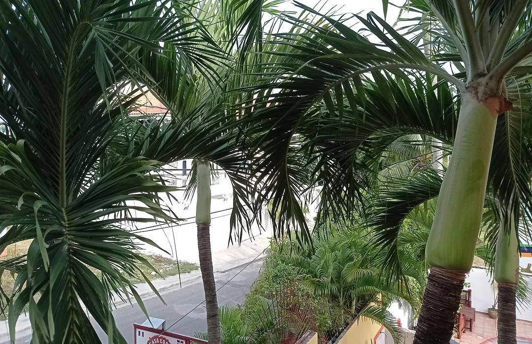 Hotel Casa Coco-1