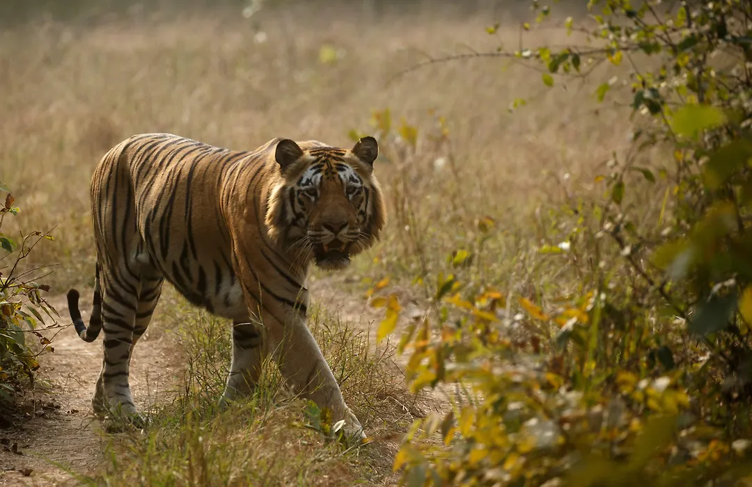 Red Earth Tadoba-1