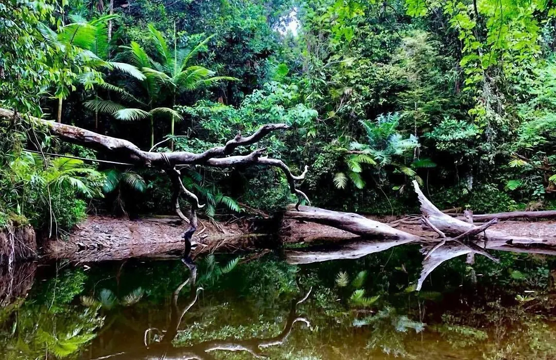 Daintree Manor B&B-1