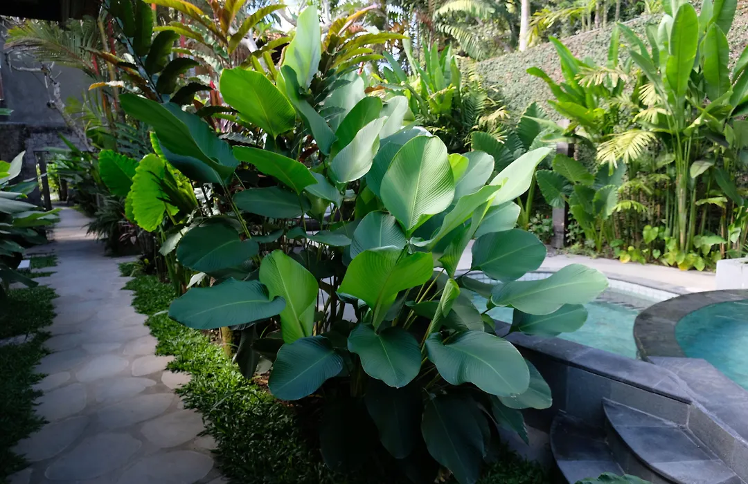 Japa Suites & Villas-1