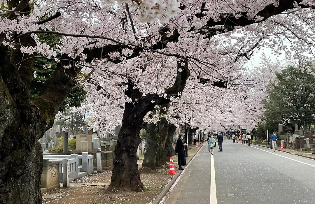 Sakura Hotel Nippori-1