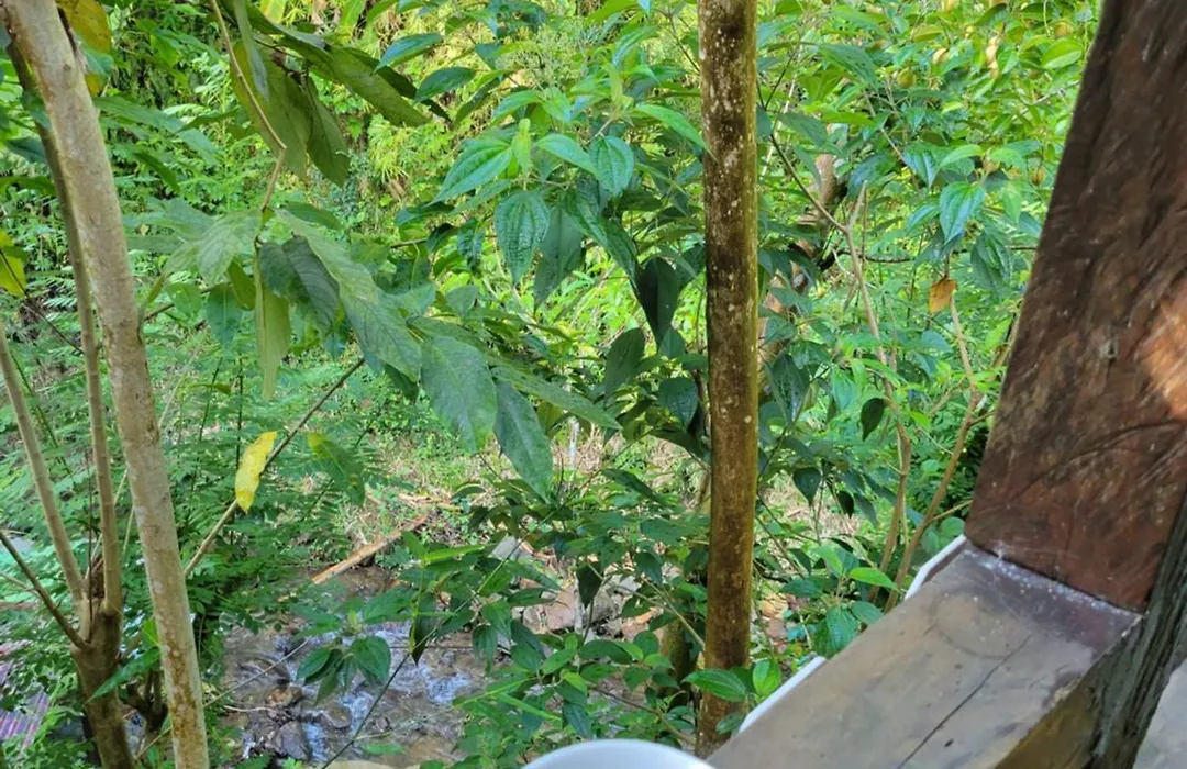 Tia'S Bamboo Cottages Restaurant, Bar & Sulphur Spa-1