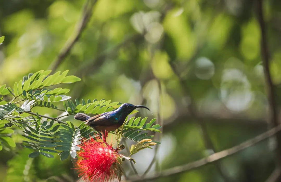 Wildflower Goa-1