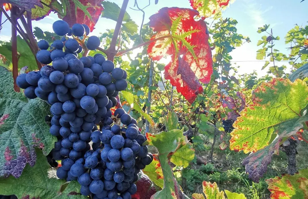 Das Landhotel Weingut Gernert-1