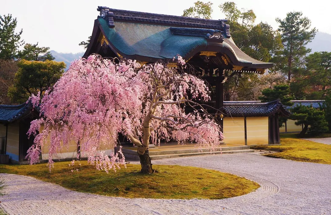 Muni Kyoto-1