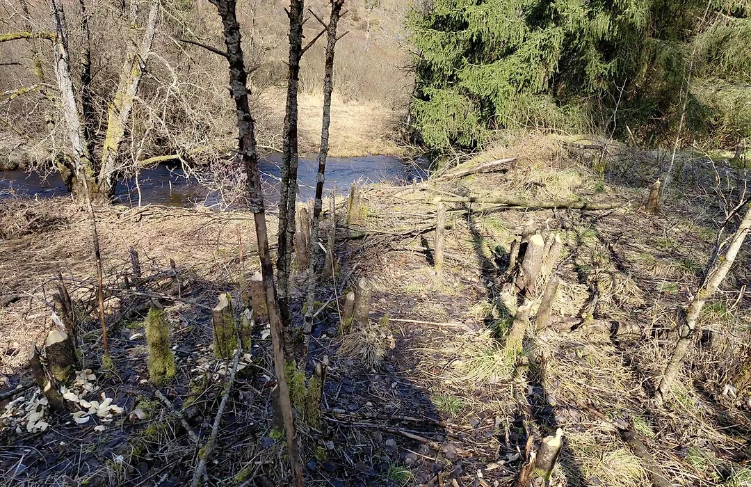 Der Hirsch-1