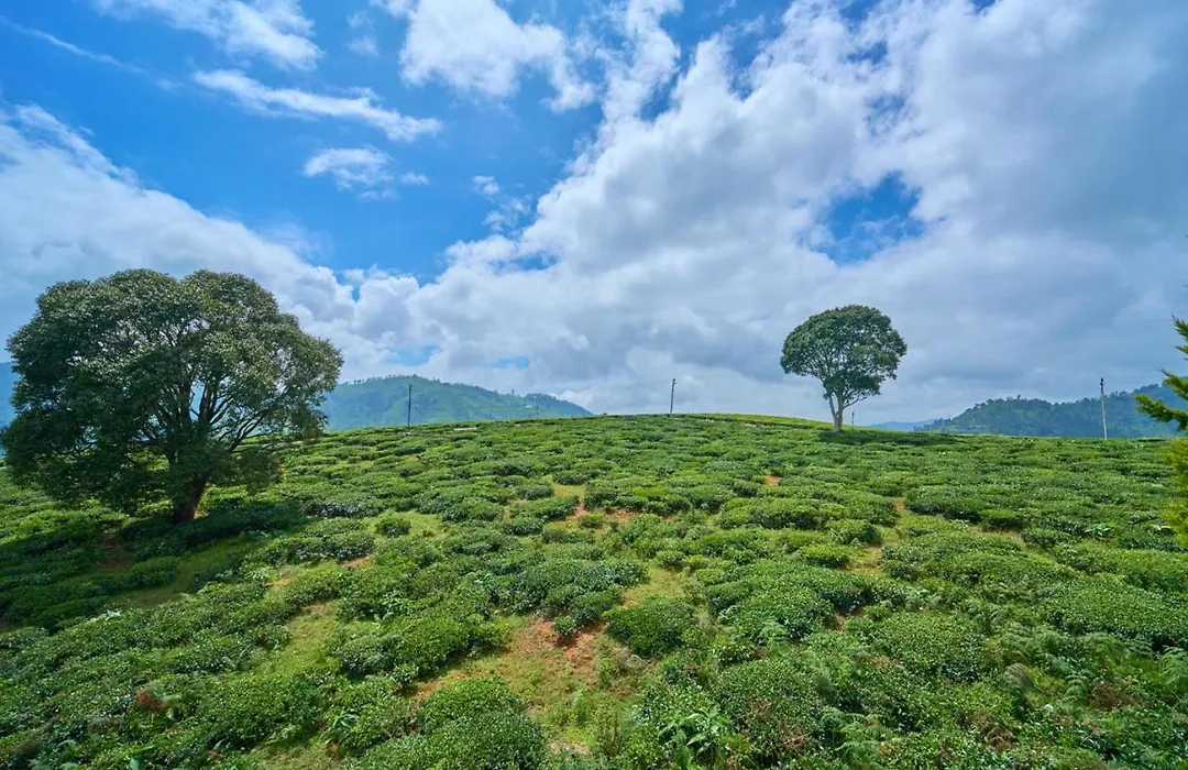 Cucuu Nest Villa Coonoor By Voye Homes - Surrounded By Tea Plantations-1