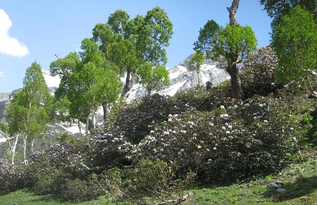 Snow Leopard Lodge-1