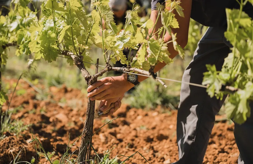 Domaine Rabiega - Vineyard And Boutique Hotel-1