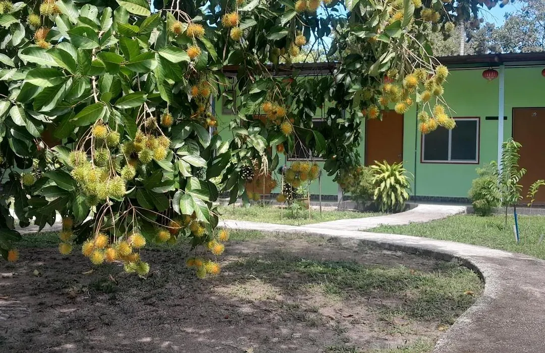 Tony'S Guesthouse At Teluk Bahang-1