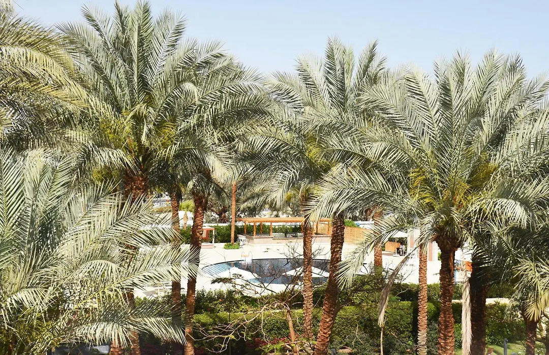 Ghazala Beach-1