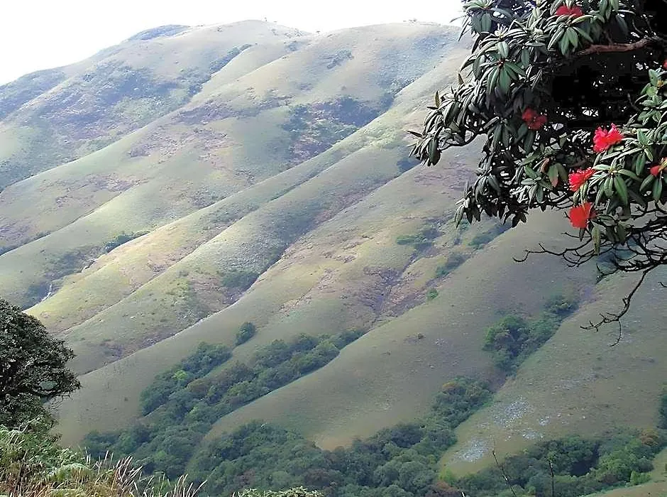 Amberina Homestay - Gudalur-1