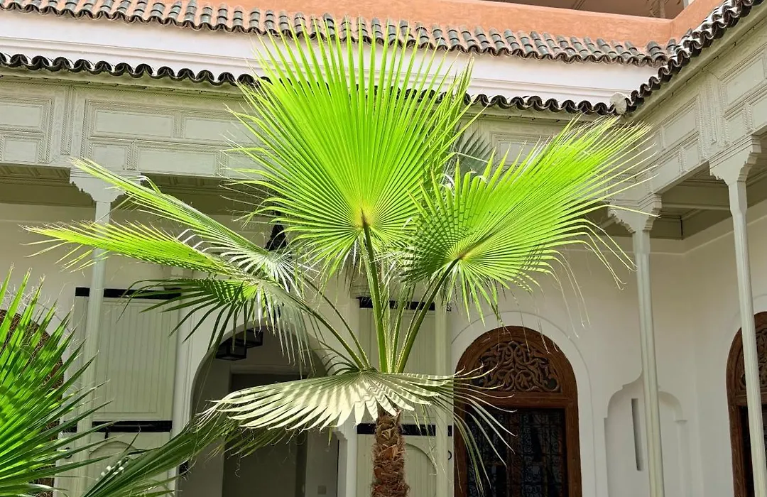Riad Tzarra-1