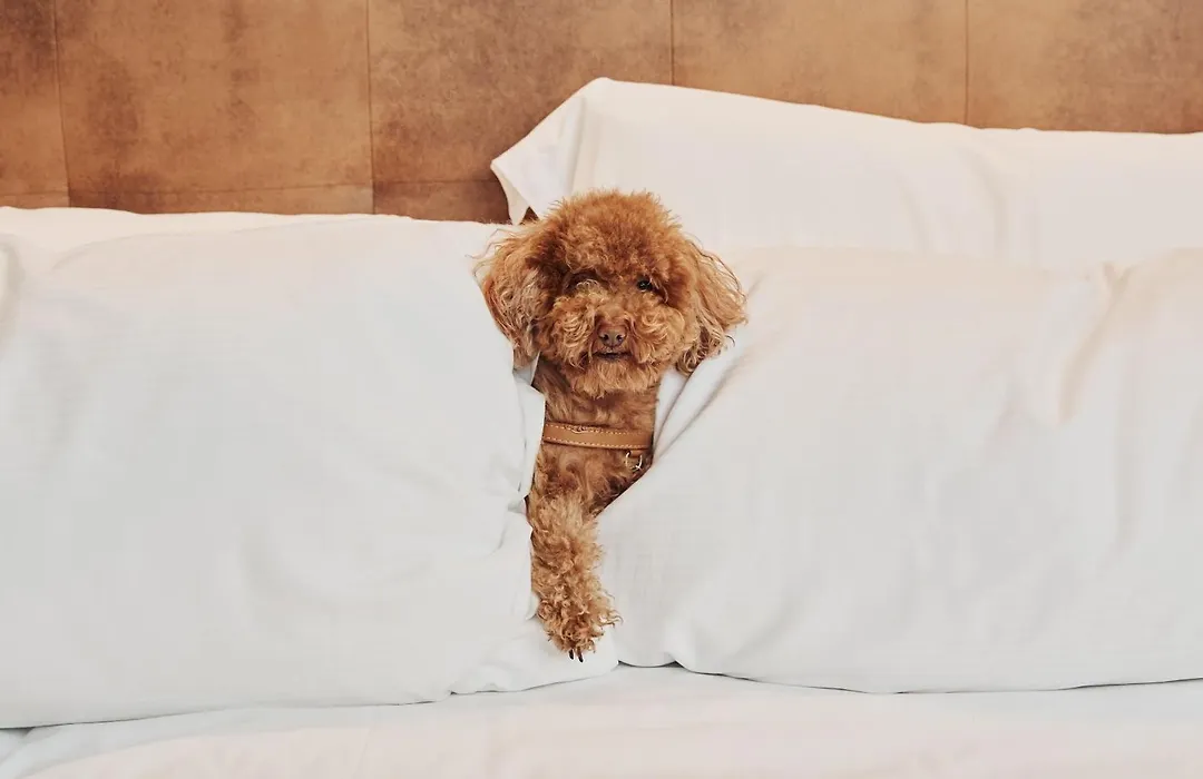 Hotel Fénix, a Gran Meliá Hotel - The Leading Hotels of the World-1