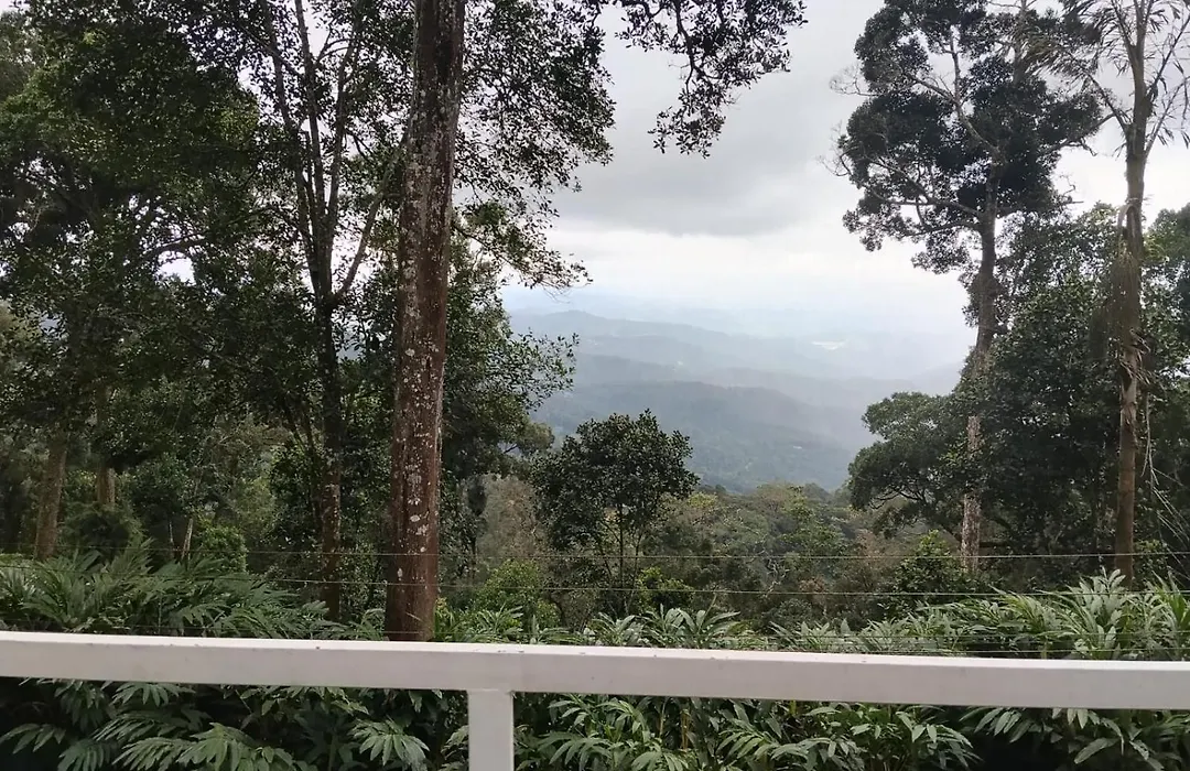 Violet Woods-The Infinity Pool Resort-1