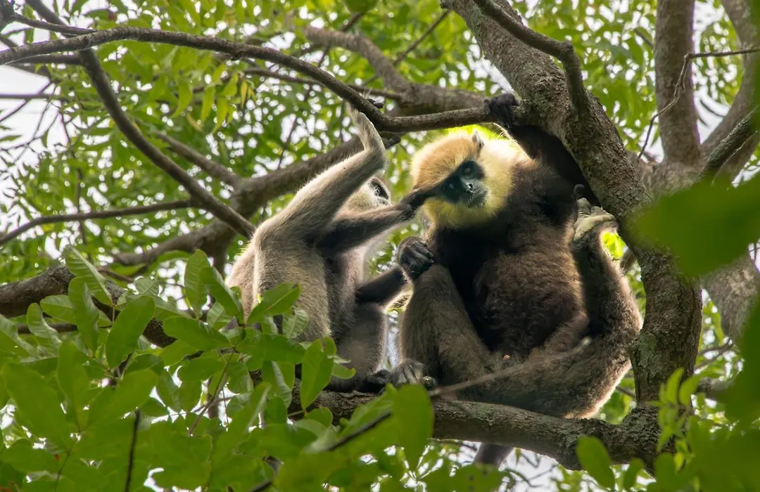 Kings Village Sigiriya-1