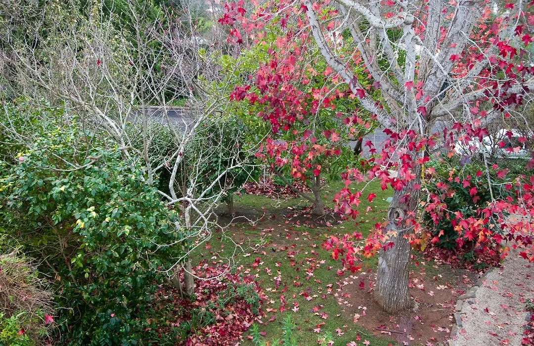Amble At Hahndorf-1