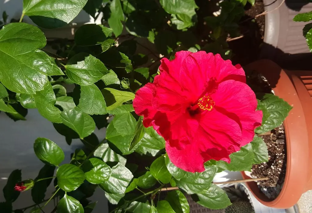 Hibiscus Guest House-1