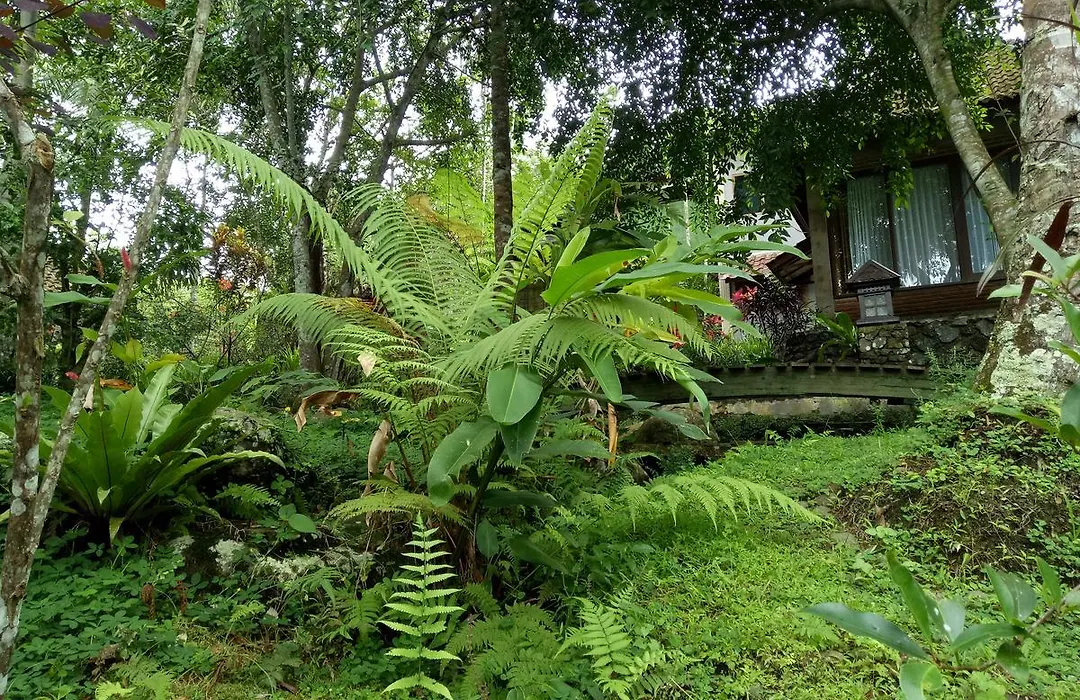 Mi Casa - The Gem Of Ijen-1