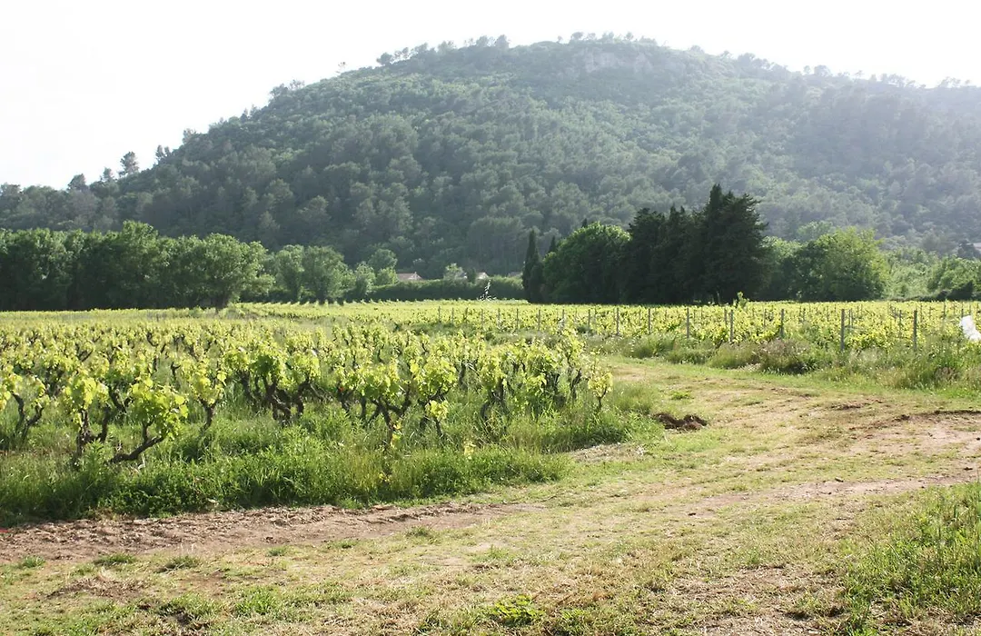 Domaine Regis Freres-1