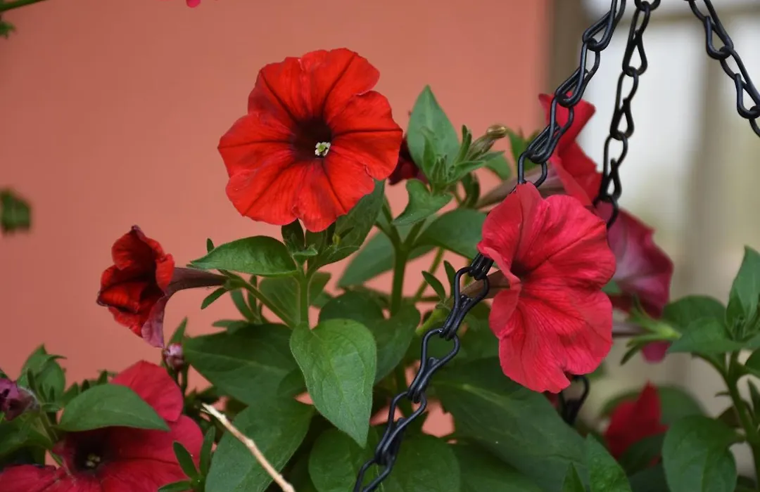 Cabinas Eddy B&B-1